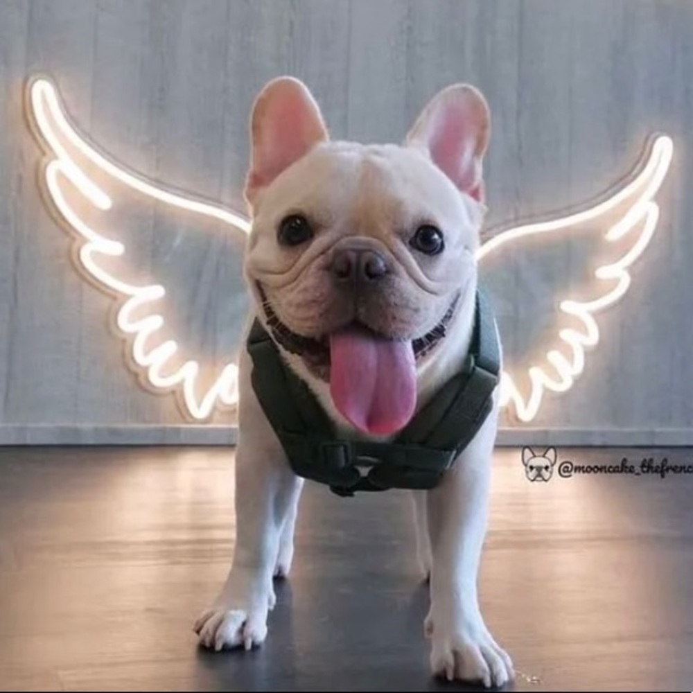 Meet your Posher, Maya